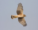 Hen Harrier