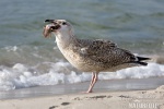 Herring Gull