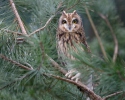 Hibou des marais