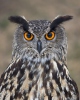 Hibou grand-duc