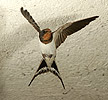 Hirundo rustica