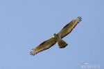 Honey Buzzard