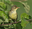 Icterine Warbler