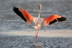 Karibisk flamingo