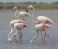 Karibisk flamingo