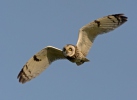 Lechuza Campestre Mussol emigrant Zingira-hontza