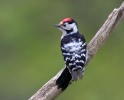 Lesser Spotted Woodpecker