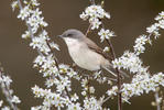 Lesser Whitethroat