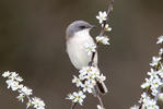 Lesser Whitethroat