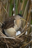 Little Bittern