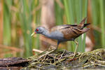 Little Crake