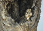 Little Owl