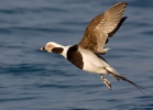 Long Tailed Duck