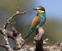 Merops apiaster