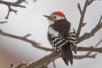 Middle Spotted Woodpecker