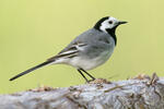 Motacilla alba