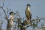 Night Heron