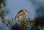 Night Heron