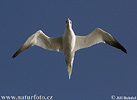 Northern Gannet