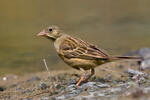 Ortolan Bunting