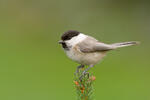 Parus montanus