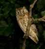 Petit-duc scops