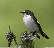 Pied Flycatcher