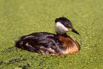 Podiceps grisegena