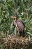 Purple Heron