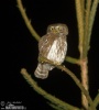 Pygmy Owl