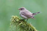 Red-breasted Flycatcher