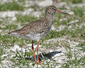 Redshank