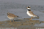 Ringed Plover