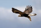 Rough-legged Buzzard