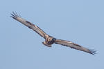 Rough-legged Buzzard