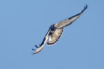 Rough-legged Buzzard