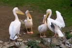 Ružičasti pelikan