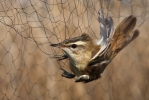 Sedge Warbler