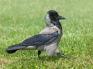 Siva vrana