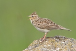 Skylark