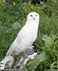 Snowy Owl