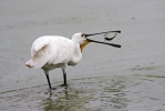 Spoonbill