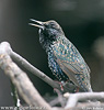 Starling