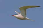 Sterna hirundo