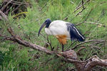 Šventasis ibis