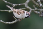 Tree Sparrow