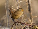 Troglodytes troglodytes