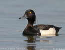 Tufted Duck