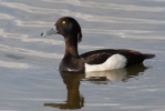 Tufted Duck