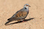 Turtle Dove